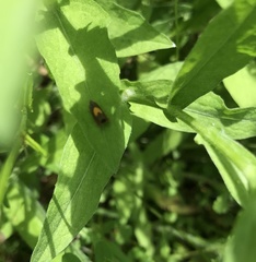 Dichrorampha alpinana