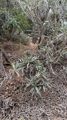 Echium candicans