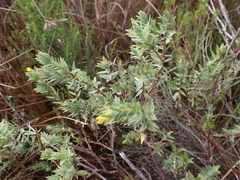 Gnidia styphelioides