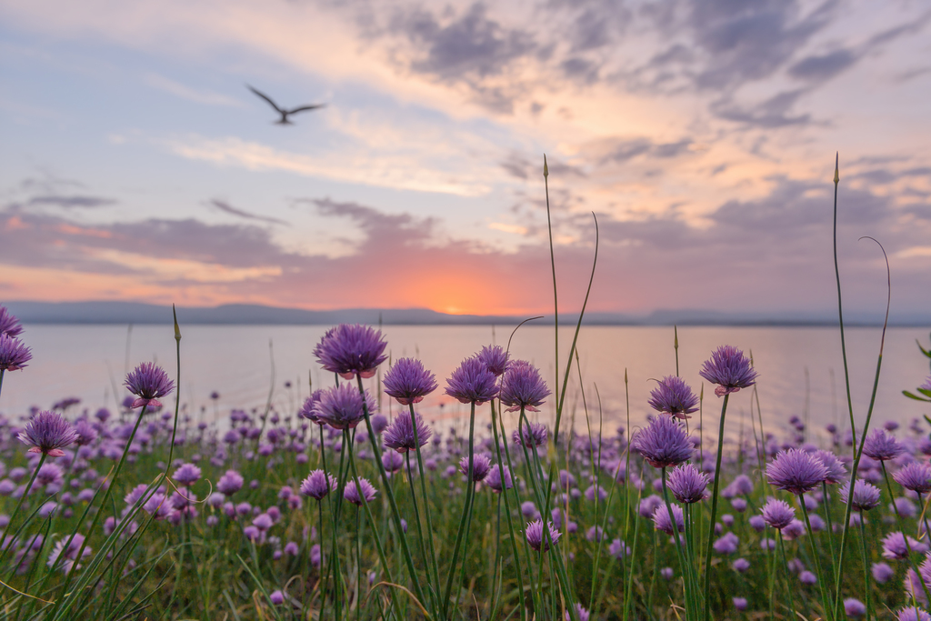 Chives