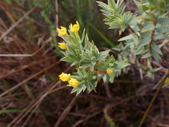 Gnidia styphelioides