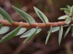 Gnidia styphelioides