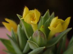 Gnidia styphelioides