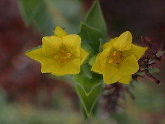 Gnidia styphelioides