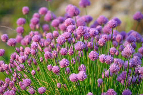 Allium schoenoprasum