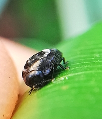 Paratrachys bakeri