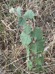 Hermannia floribunda