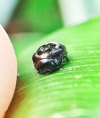 Paratrachys bakeri