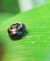 Paratrachys bakeri