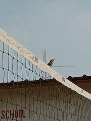 Merops orientalis