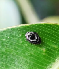 Paratrachys bakeri