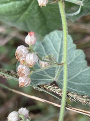 Hermannia floribunda