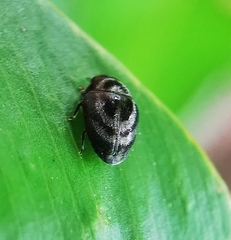 Paratrachys bakeri