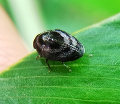 Paratrachys bakeri