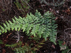 Cheilanthes viridis