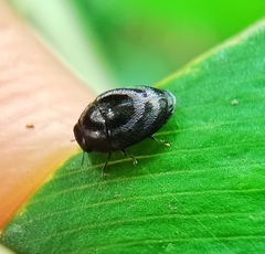 Paratrachys bakeri