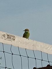 Merops orientalis