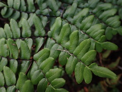Cheilanthes viridis