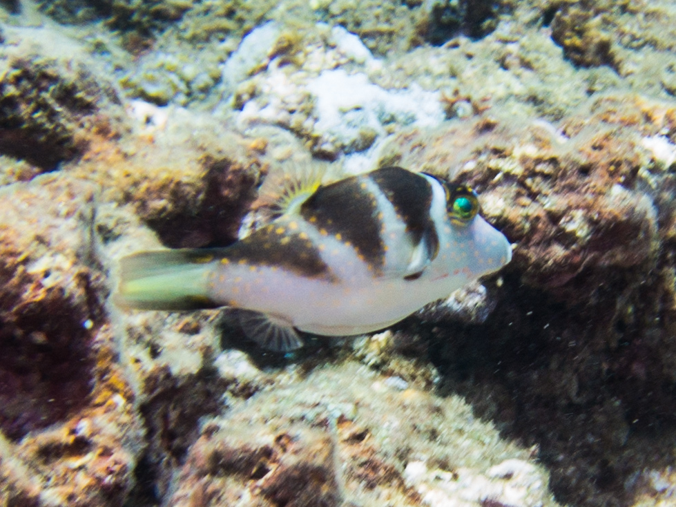 Crowned Puffer