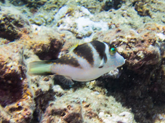 Canthigaster coronata