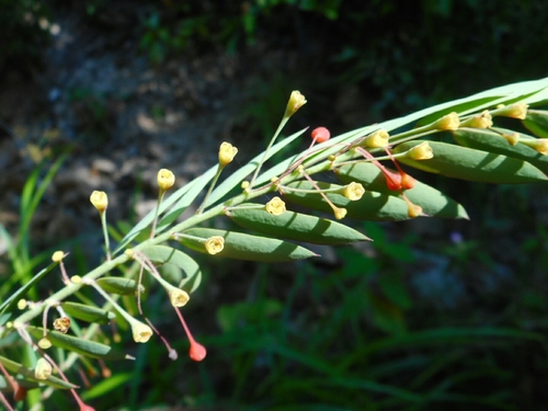 Phyllanthus myrtifolius