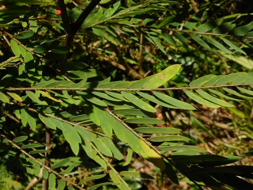 Phyllanthus myrtifolius