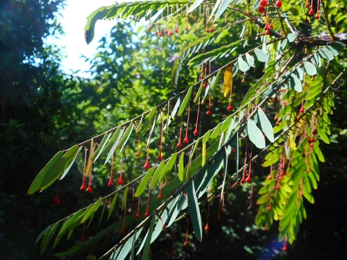 Phyllanthus myrtifolius