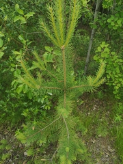 Pinus sylvestris