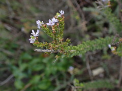 Selago rotundifolia