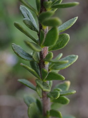 Selago rotundifolia