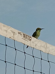 Merops orientalis