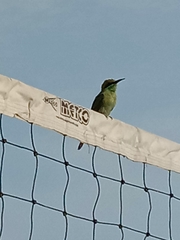 Merops orientalis