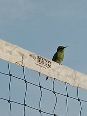 Merops orientalis
