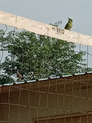 Merops orientalis