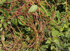 Cuscuta monogyna
