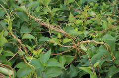 Cuscuta monogyna