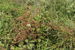Cuscuta monogyna
