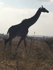 Giraffa camelopardalis tippelskirchi
