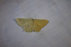 Cyclophora dataria