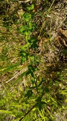 Hypericum perforatum