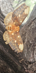 Citheronia
