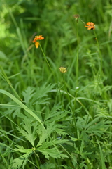 Trollius asiaticus