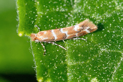 Phyllonorycter emberizaepenella