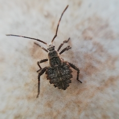 Heteroptera