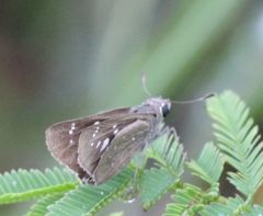 Pelopidas mathias mathias