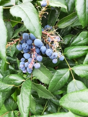 Berberis