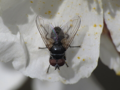 Graphogaster vestita