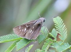 Pelopidas mathias mathias