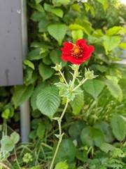 Potentilla thurberi