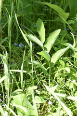 Polygonatum humile